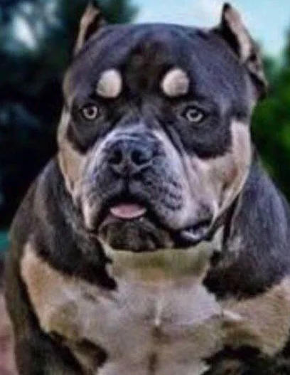 RING GIRL FARAH BULLY