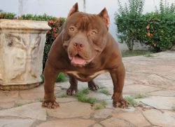 RED LION BIG WARRIOR WESTH