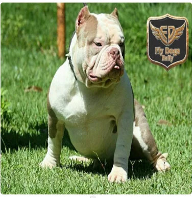 NOAH FLY DOGS BULLY