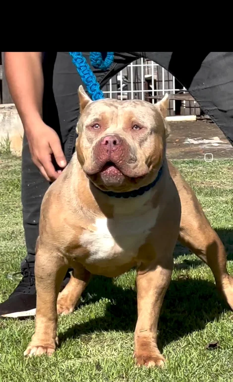 BLINDADO SCORPIONS RED MONSTER KENNEL
