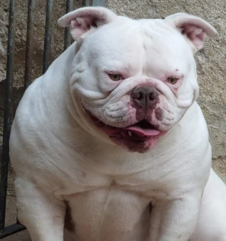 SUNSHINEBULLS FLOCKA