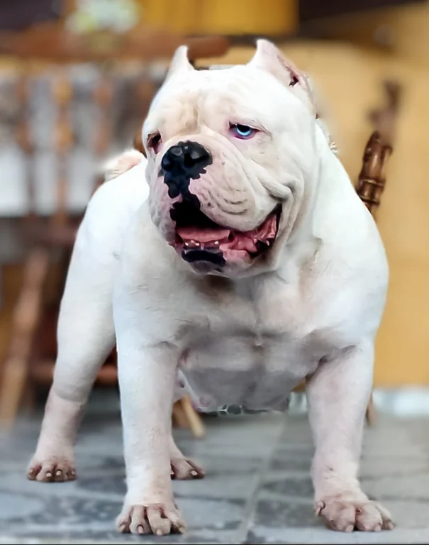 BRANCA BLACK BULLY