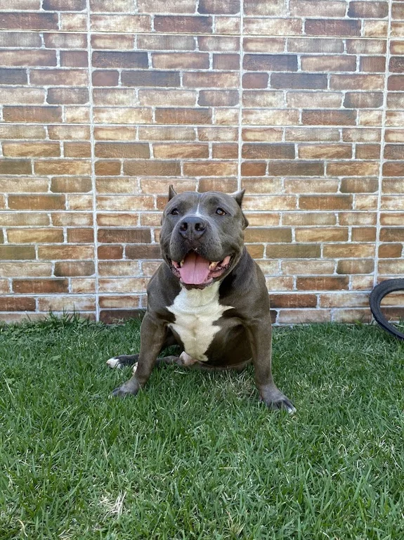 TARGUS KENNEL BRASIL LOKI