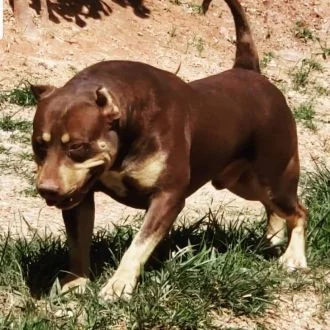 F3 BB KENNEL