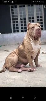 EL DROGO MONSTER BULL