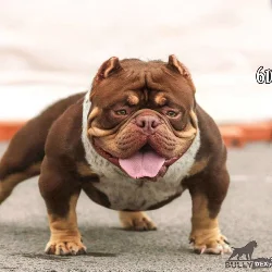INTERSTATE BULLIES E.T.