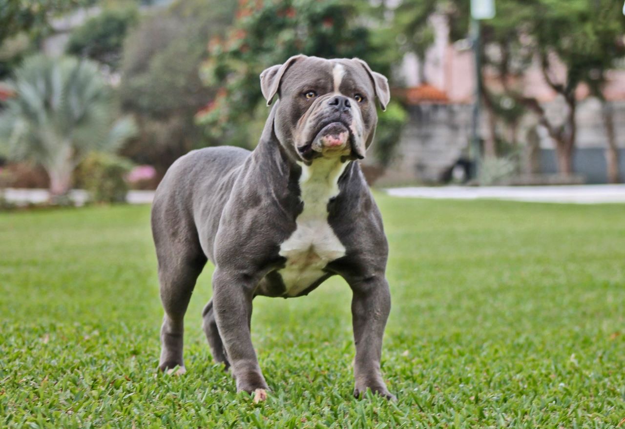 Sunshinebulls Amora