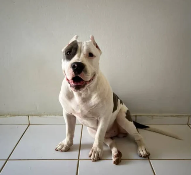 KHAL-DROGO KHAZAD-DÛM KENNEL