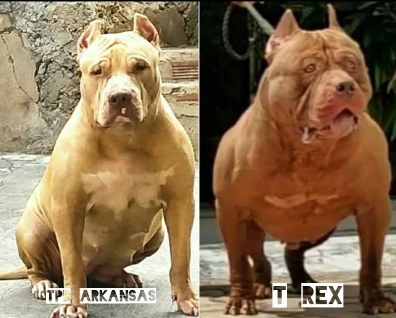 TOCA DO PITBULL ARKANSAS