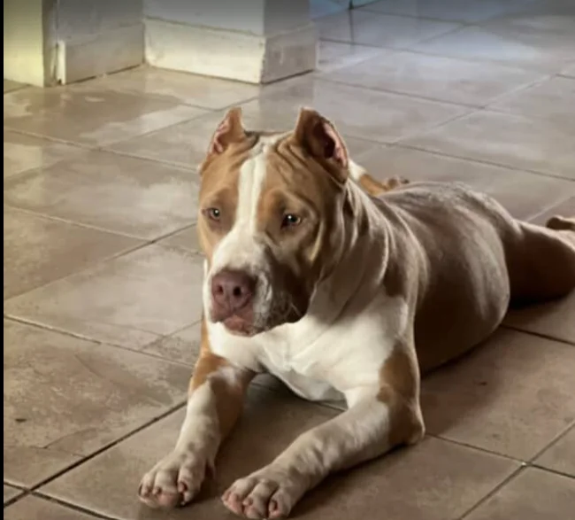 NALA KHAZAD-DÛM KENNEL