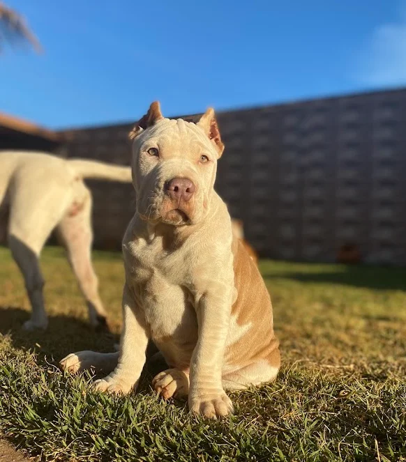 DROGO KHAZAD-DÛM KENNEL