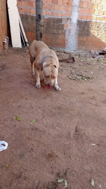 CAROLINE MONSTER MS KENNEL SARABI