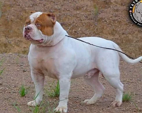 RED HUNTER BULLS ICEBERG