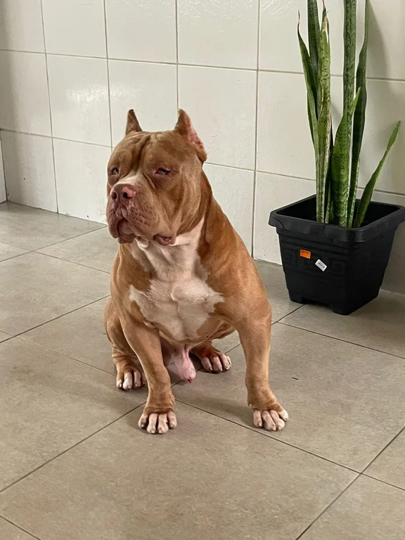 IRON BRABULLS MONSTER KENNEL