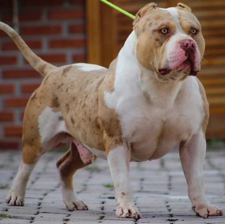 HADES MONSTER BULL KENNEL