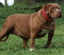 ESTRELA BR STAR RED