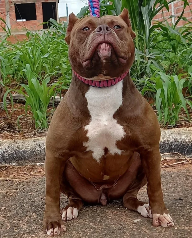DINUCCI BULL KENNEL LAS VEGAS 