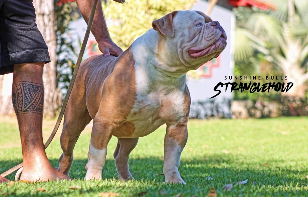 SUNSHINEBULLS STRANGLEHOLD 