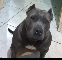 KIRA TARGUS KENNEL BRASIL