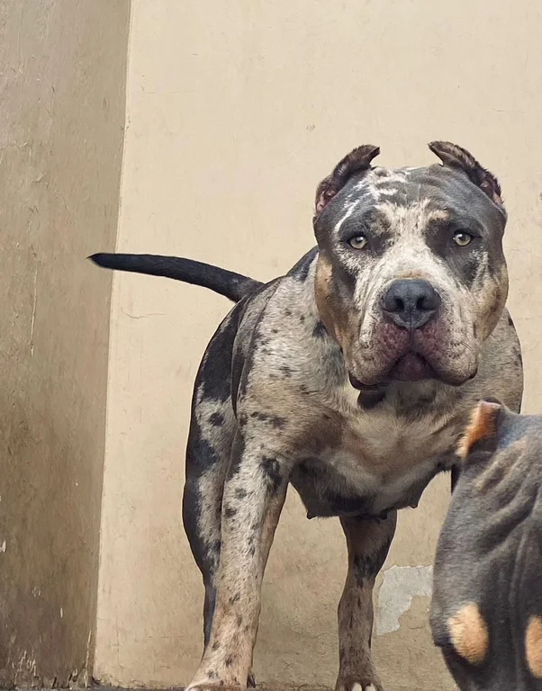 ÁQUILA ALD CASSAN MONSTER BULL KENNEL
