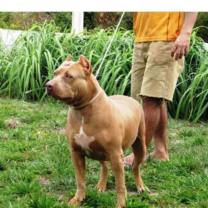 CGD DALYLA