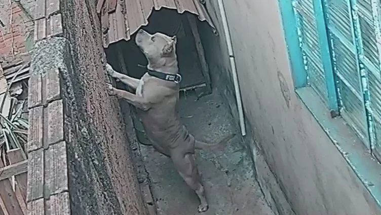 CJS KENNEL JADE