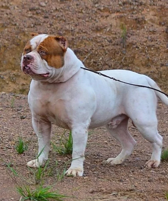RED HUNTER BULLS ICEBERG