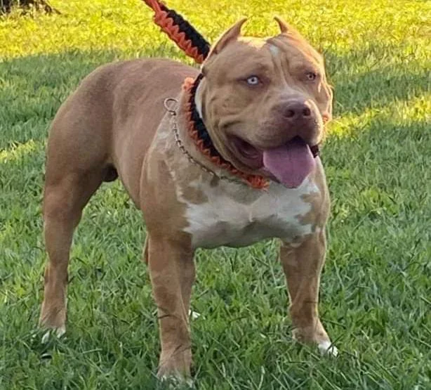 GORGONIO'S KENNEL BULL THAURUS
