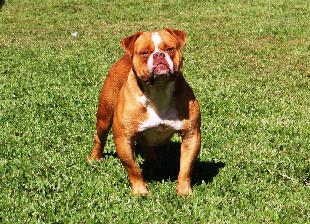 SUNSHINEBULLS BLONDIE