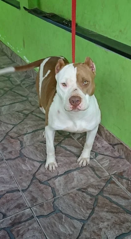 RAVENA MONSTER BULL