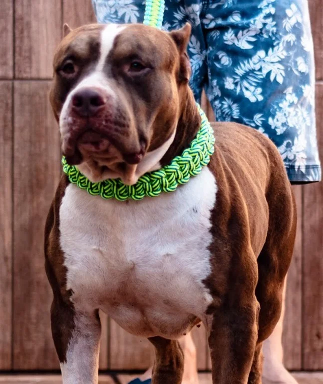 BALISA MONSTER BULL BART