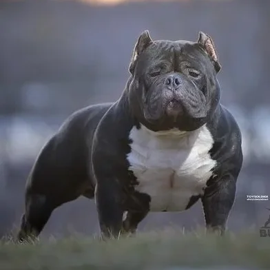 CH FACEBULLIES ROCKOFELLA