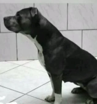 ATHENA RUIZ KENNEL