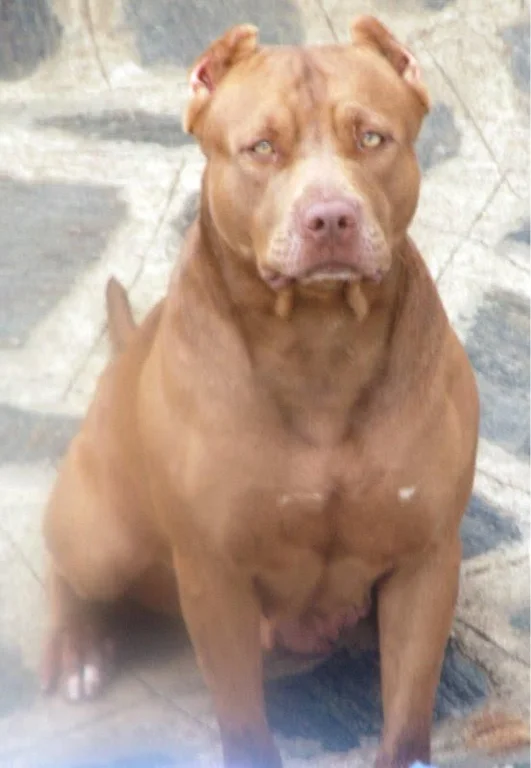 RAYKA NELO'S PIT