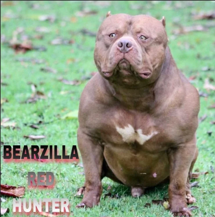 MW BEARZILLA