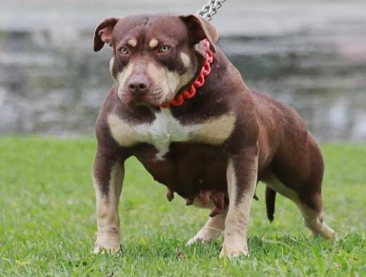 NEW RED KENNEL REIA
