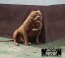 MW BEARZILA