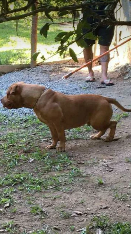 RED HUNTER BULLS ARNOLD