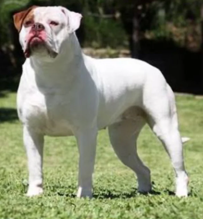 TAYDOGGYBULLS SUNSHINE