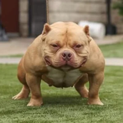 ONI KENNEL DUCHESS OF SANGRE MORADA