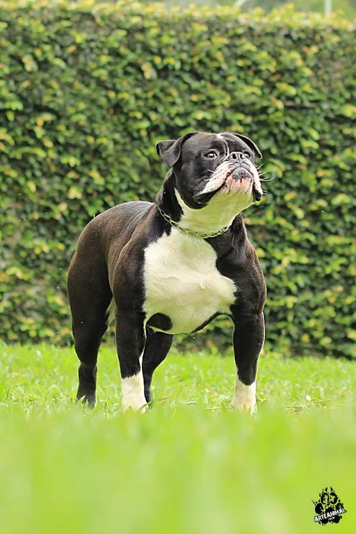 SUNSHINEBULLS SHAMU