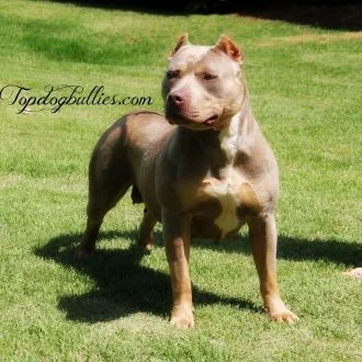 TOPDOGBULLIES POMPOM