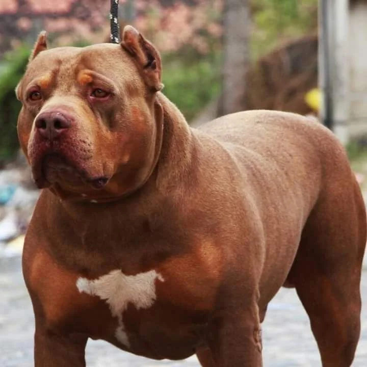 COLTHI FEROCIOUS WHITE OF NELO'S PIT