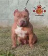 THIEFF RED MONSTER