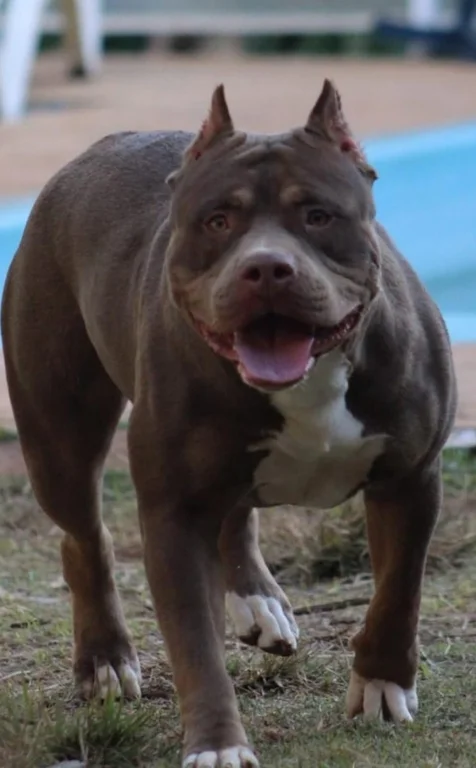 TATU'S KENNEL SKYE