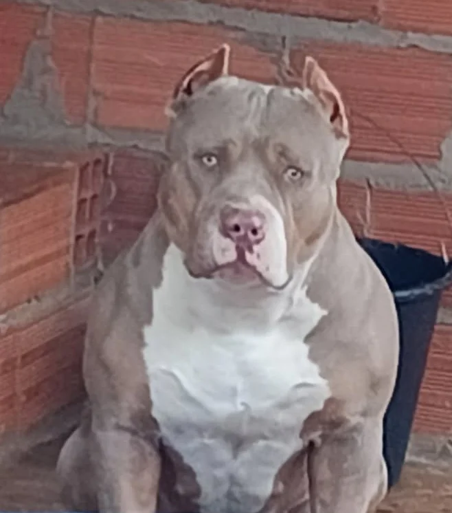 LUNA SILVA RED MONSTER