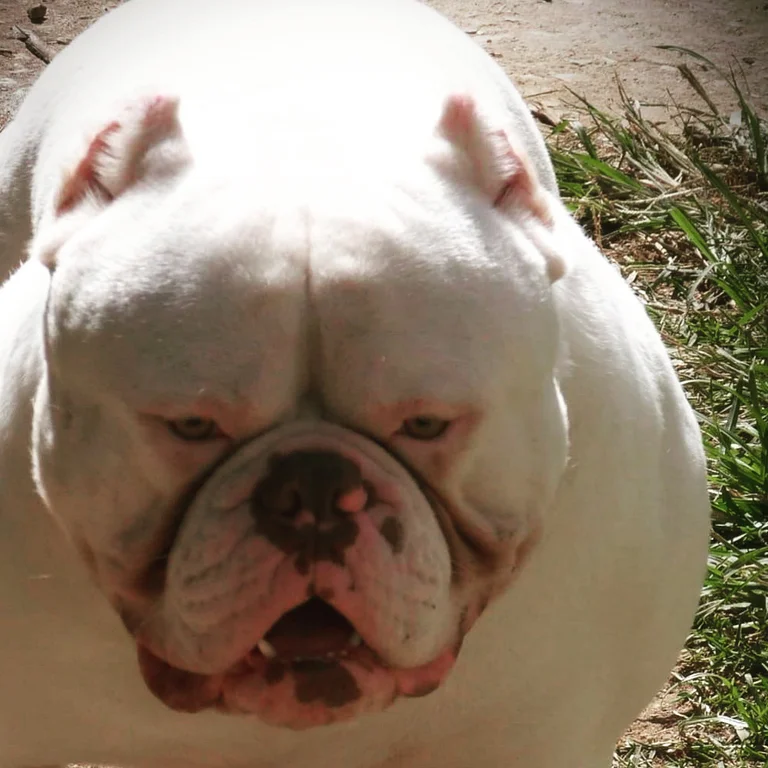 SUNSHINEBULLS SPACE GHOST