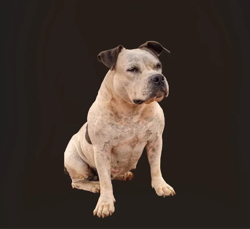 LUNA LUNNAPIT_BLACK - R1