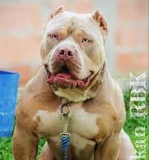 AKAN RANDIG BULL KENNEL