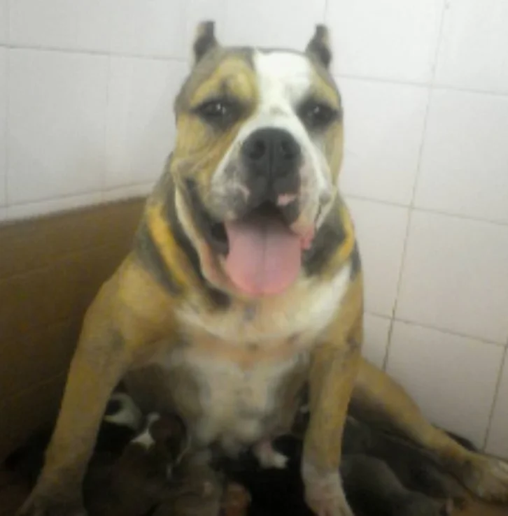 LITTLE GIRL MIURAS RAIOS BULLY